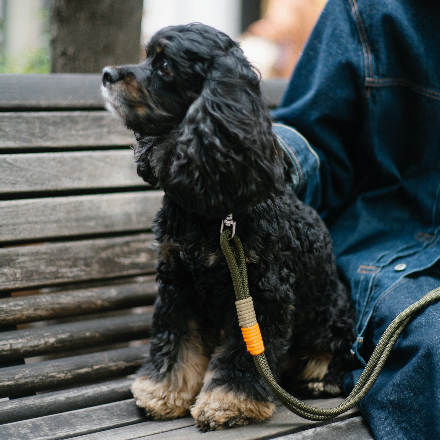 YOSEMITE DOG LEAD /MILITRY
