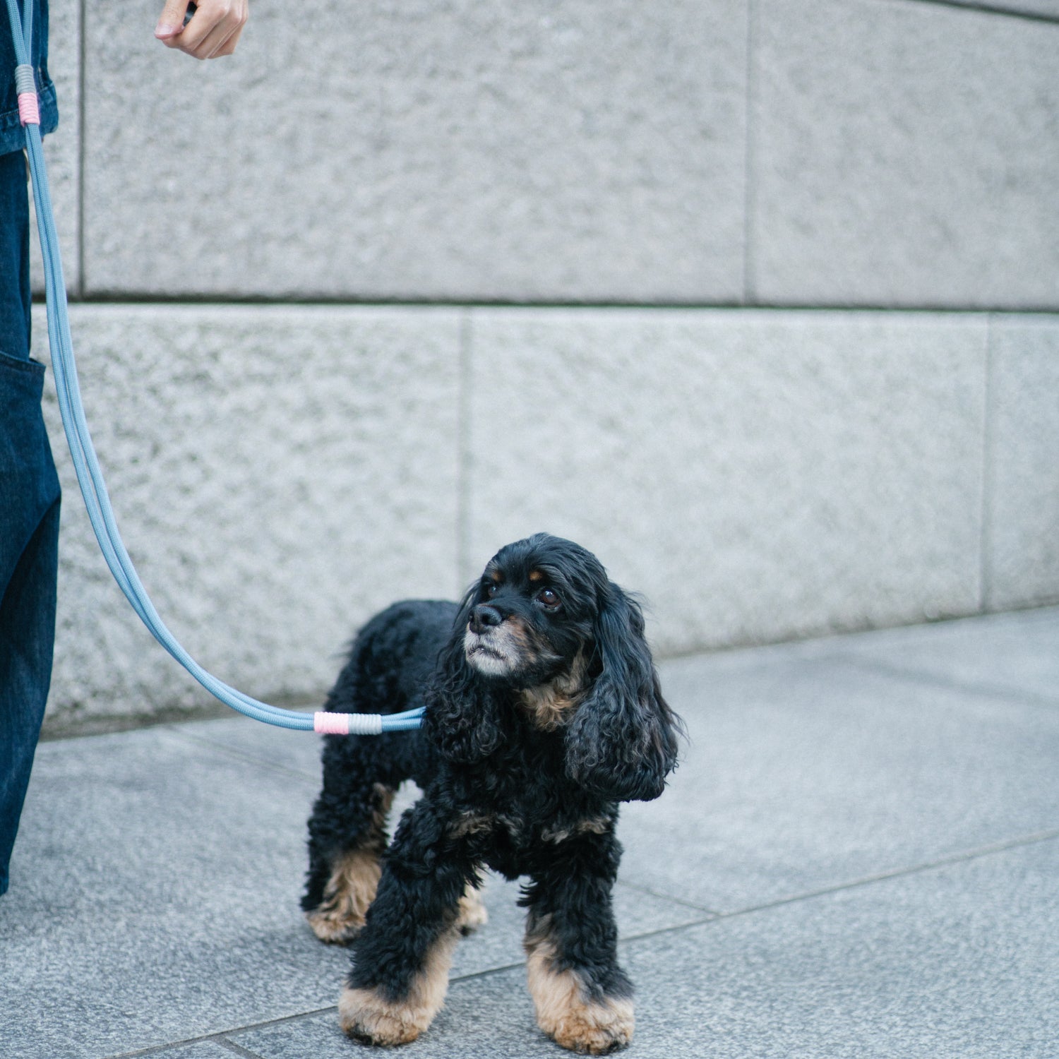 YOSEMITE DOG LEAD /SMOKEY