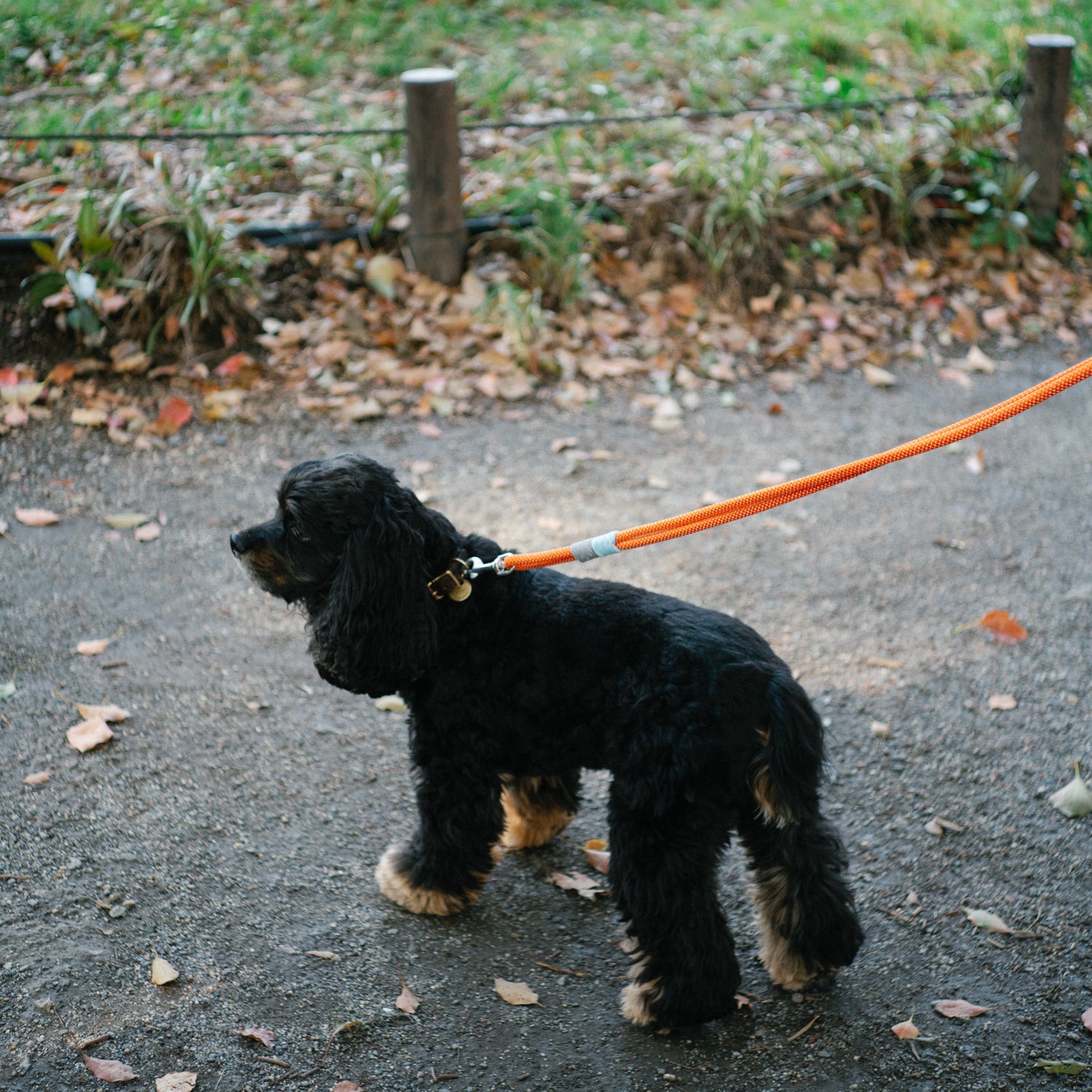 YOSEMITE DOG LEAD /ORANGE GLOW