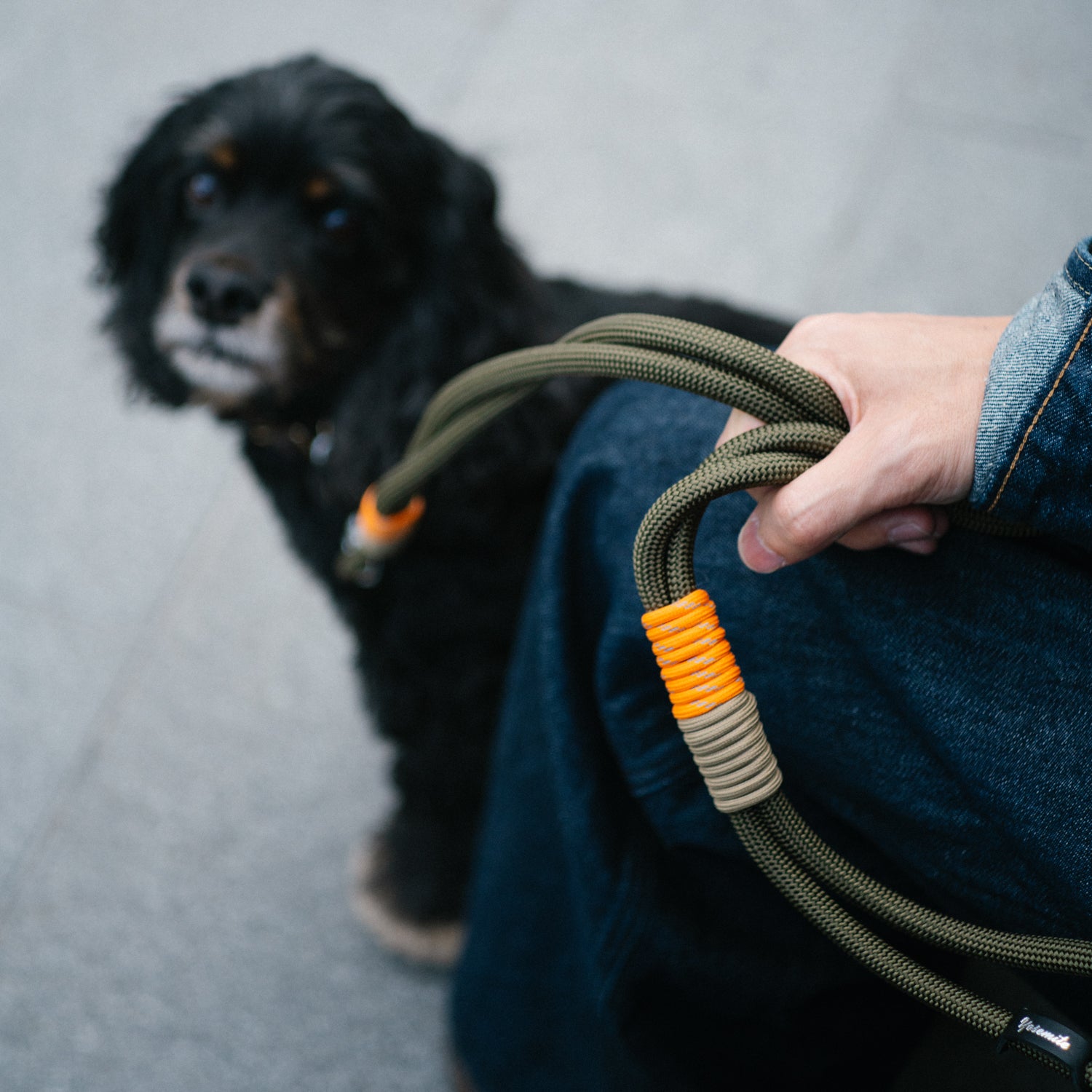 YOSEMITE DOG LEAD /MILITRY